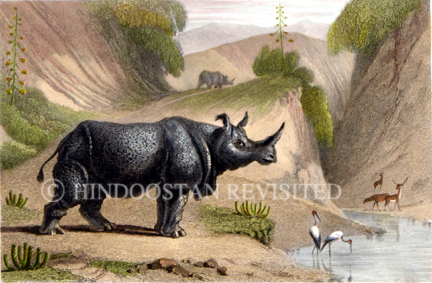 /data/Original Prints/Natural History/THE RHINOCEROS.jpg